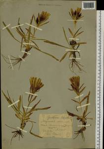 Горечавка холодная Pall., Сибирь, Западный (Казахстанский) Алтай (S2a) (Казахстан)