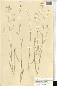 Lepidium botschantsevianum Al-Shehbaz, Средняя Азия и Казахстан, Памир и Памиро-Алай (M2) (Узбекистан)