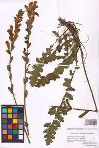 MHA 0 162 290, Мытник скипетровидный L., Восточная Европа, Западный район (E3) (Россия)