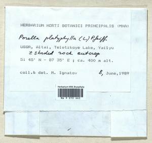 Porella platyphylla (L.) Pfeiff., Гербарий мохообразных, Мхи - Западная Сибирь (включая Алтай) (B15) (Россия)