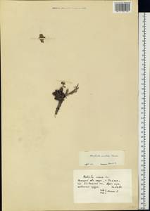 Родиола розовая, Золотой корень L., Восточная Европа, Северный район (E1) (Россия)
