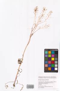 Жерушник короткоплодный (C.A.Mey.) Hayek, Восточная Европа, Нижневолжский район (E9) (Россия)