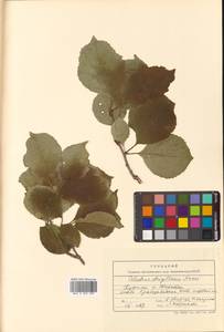 Древогубец круглолистный Thunb., Сибирь, Дальний Восток (S6) (Россия)