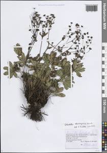 Potentilla thuringiaca subsp. goldbachii (Rupr.) Th.Wolf, Восточная Европа, Волжско-Камский район (E7) (Россия)