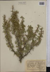 Caragana acanthophylla Kom., Средняя Азия и Казахстан, Западный Тянь-Шань и Каратау (M3) (Киргизия)