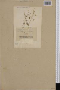 Торица полевая, Торица обыкновенная L., Западная Европа (EUR) (Франция)