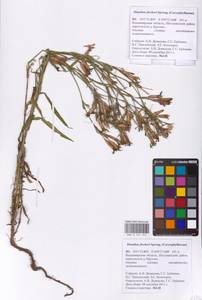 Гвоздика китайская L., Восточная Европа, Центральный район (E4) (Россия)