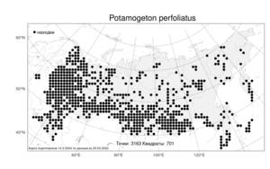 Potamogeton perfoliatus, Рдест пронзеннолистный, Рдест стеблеобъемлющий L., Атлас флоры России (FLORUS) (Россия)