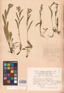 MHA 0 153 456, Myosotis alpestris subsp. suaveolens (Waldst. & Kit. ex Willd.) Strid, Восточная Европа, Восточный район (E10) (Россия)