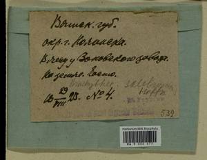 Brachythecium salebrosum (Hoffm. ex F. Weber & D. Mohr) Schimp., Гербарий мохообразных, Мхи - Пермский край, Удмуртия, Свердловская и Кировская области (B8) (Россия)