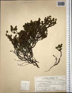 Empetrum nigrum subsp. stenopetalum (V. N. Vassil.) Nedol., Сибирь, Алтай и Саяны (S2) (Россия)