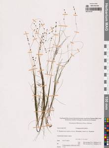 Штукения нитевидная, Рдест нитевидный (Pers.) Börner, Сибирь, Чукотка и Камчатка (S7) (Россия)