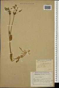 Dichodon perfoliatum (L.) Á. Löve & D. Löve, Кавказ, Грузия (K4) (Грузия)