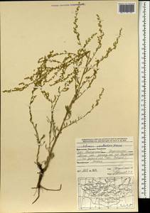 Полынь желтоцветная Krasch., Монголия (MONG) (Монголия)