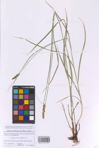 Поточник сжатый, Блисмус сжатый (L.) Panz. ex Link, Восточная Европа, Московская область и Москва (E4a) (Россия)