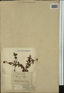Hypericum elodes L., Западная Европа (EUR) (Франция)