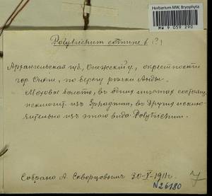 Polytrichum commune Hedw., Гербарий мохообразных, Мхи - Архангельская и Вологодская области, Коми, Ненецкий АО (B7) (Россия)