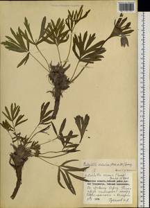 Прострел даурский (Fisch. ex DC.) Spreng., Сибирь, Дальний Восток (S6) (Россия)