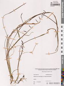 Бокоостник Сабина, Плевропогон Сабина R.Br., Сибирь, Чукотка и Камчатка (S7) (Россия)