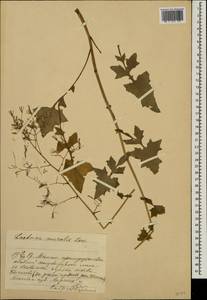 Мицелис стенной (L.) Dumort., Восточная Европа, Московская область и Москва (E4a) (Россия)