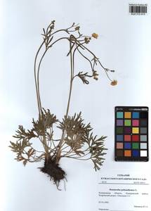 Лютик многоцветковый L., Сибирь, Алтай и Саяны (S2) (Россия)
