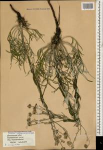 Наголоватка предкавказская (Sosn.) Iljin, Кавказ, Дагестан (K2) (Россия)