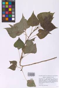 Populus × canadensis Moench, Восточная Европа, Московская область и Москва (E4a) (Россия)