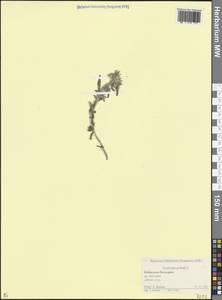 Дубровник белый, Дубровник беловойлочный L., Кавказ, Ставропольский край, Карачаево-Черкесия, Кабардино-Балкария (K1b) (Россия)