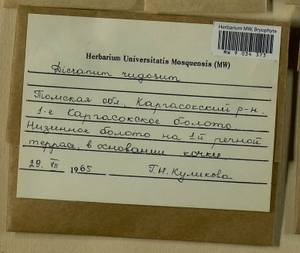 Dicranum polysetum Sw., Гербарий мохообразных, Мхи - Западная Сибирь (включая Алтай) (B15) (Россия)