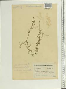 Подмаренник топяной L., Восточная Европа, Центральный район (E4) (Россия)
