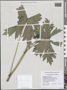 Aconitum lycoctonum subsp. lasiostomum (Rchb.) Warncke, Восточная Европа, Центральный район (E4) (Россия)