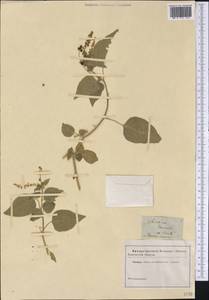 Rivina humilis L., Америка (AMER) (Неизвестно)