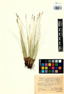 Carex myosuroides Vill., Сибирь, Прибайкалье и Забайкалье (S4) (Россия)