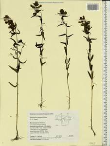 Rhinanthus serotinus var. vernalis (N. W. Zinger) Janch., Восточная Европа, Центральный район (E4) (Россия)