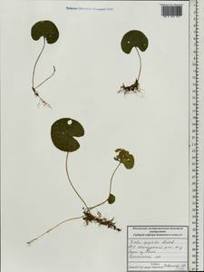 Фиалка лысая Ledeb., Восточная Европа, Московская область и Москва (E4a) (Россия)
