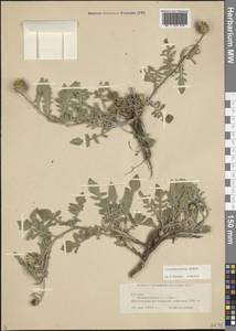 Centaurea stevenii M.Bieb., Кавказ, Грузия (K4) (Грузия)