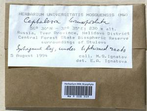 Cephalozia bicuspidata (L.) Dumort., Гербарий мохообразных, Мхи - Центральное Нечерноземье (B6) (Россия)