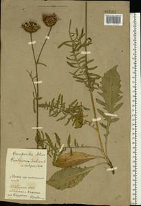 Василек шероховатый L., Восточная Европа, Белоруссия (E3a) (Белоруссия)