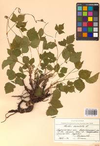 Костяника каменистая L., Восточная Европа, Северный район (E1) (Россия)