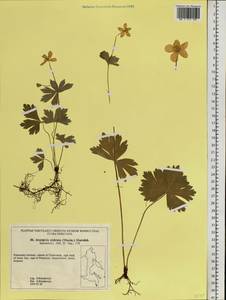 Anemonastrum baicalense (Turcz.) Mosyakin, Сибирь, Дальний Восток (S6) (Россия)