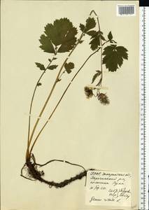 Гравилат речной L., Восточная Европа, Западно-Украинский район (E13) (Украина)