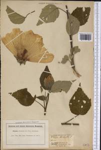 Abelmoschus moschatus subsp. moschatus, Америка (AMER) (США)
