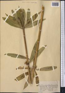 Лилия кудреватая Freyn, Средняя Азия и Казахстан, Джунгарский Алатау и Тарбагатай (M5) (Казахстан)