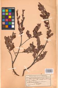 Ива черничная L., Восточная Европа, Московская область и Москва (E4a) (Россия)