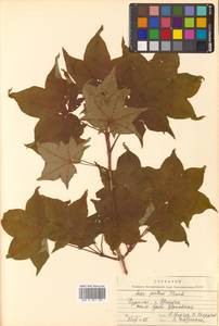 Клен Майра (Schwer.) H.Ohashi, Сибирь, Дальний Восток (S6) (Россия)