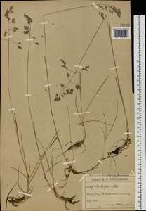 Poa pratensis subsp. turfosa (Litv.) Vorosch., Восточная Европа, Московская область и Москва (E4a) (Россия)