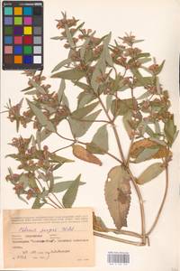 MHA 0 154 129, Зопник колючий (Willd.) Maire ex De Filipps, Восточная Европа, Южно-Украинский район (E12) (Украина)