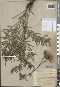 Василек шероховатый L., Сибирь, Западная Сибирь (S1) (Россия)