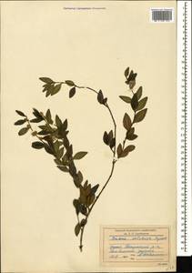 Самшит вечнозеленый, Самшит обыковенный L., Кавказ, Грузия (K4) (Грузия)