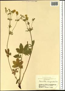 Лапчатка золотистоцветковая, Лапчатка золотистая Trevir., Сибирь, Алтай и Саяны (S2) (Россия)